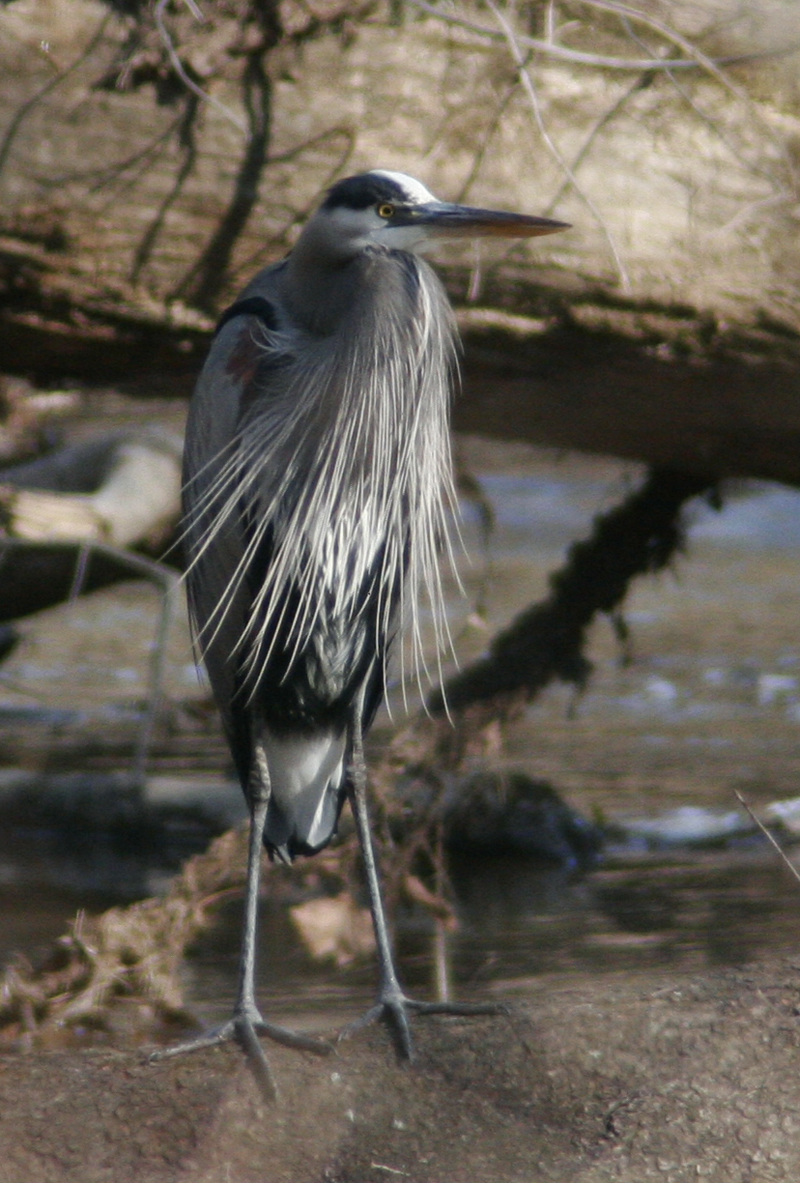 Blue Heron on Saluda