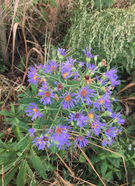 aster
