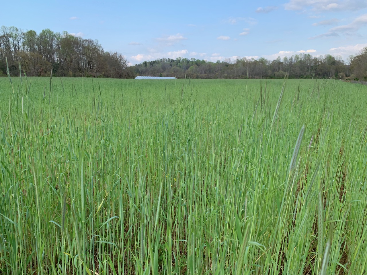 cereal rye cover